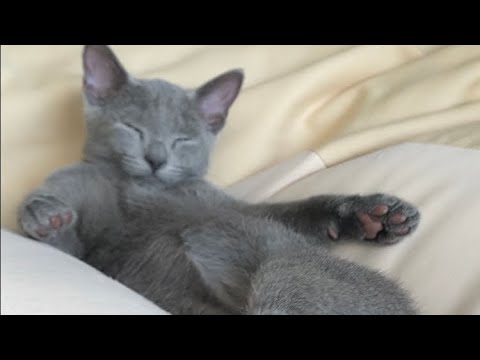 家にきてまだ1ヶ月なのになんでそんな偉そうなの？ #shorts #cats #猫 #ロシアンブルー #女帝　 #RussianBlue #kitten