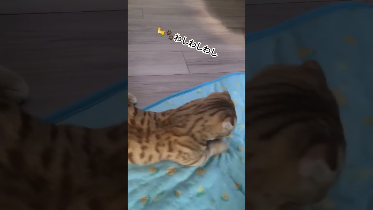 やっぱりトイレ袋の芯が大好きなコモドン【コモドンの観察日記】 #キンカロー #猫 #cat