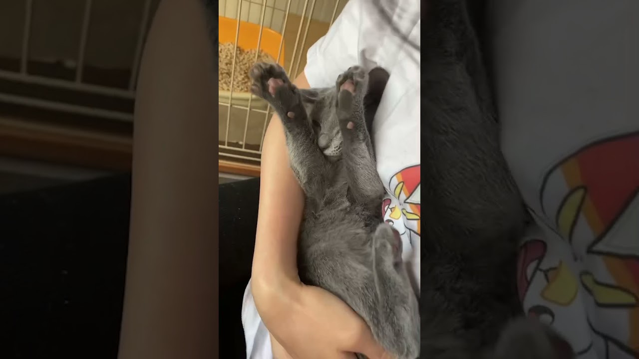 朝だけ甘えん坊な子猫　#shorts #cat #kitten #RussianBlue #猫 #子猫 #ロシアンブルー