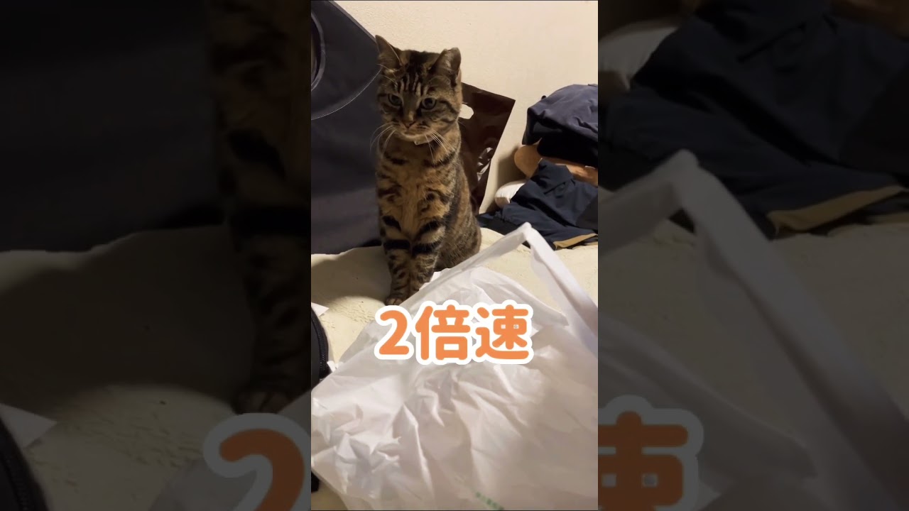 たぬき猫のにょきにょき体操 #shorts#元野良#キジトラ#猫#ボブテイル