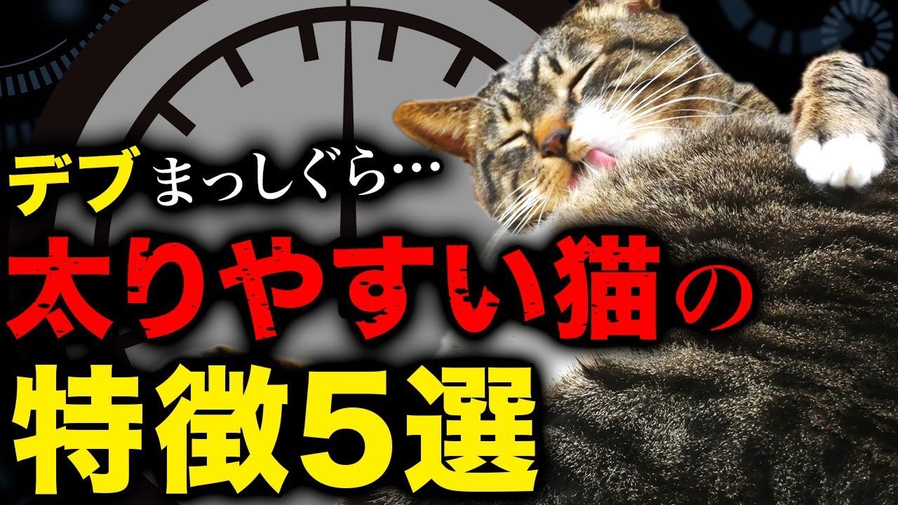 獣医さんに「太り気味」って言われて事ないですか？アレ嘘です…。健康的に体重を減らす方法をご紹介！