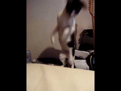 猫うらめしや