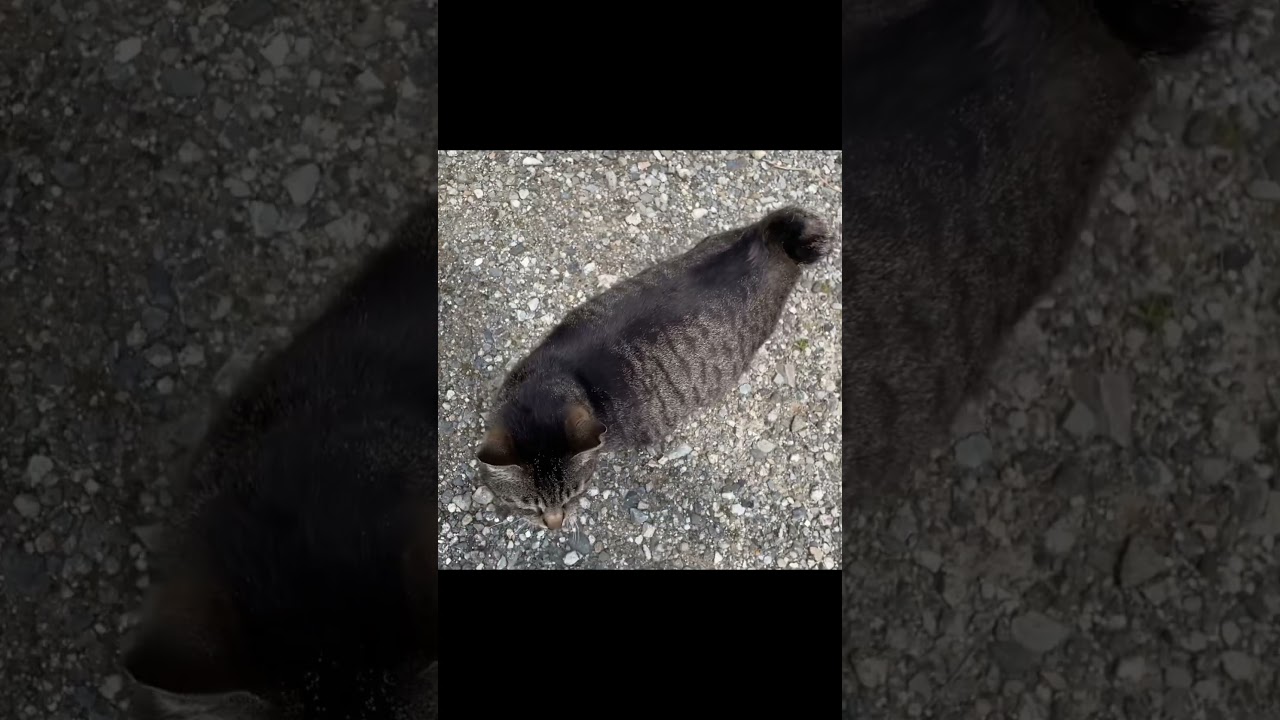 ボブテイルのまんまる猫ちゃん。 #猫  #cats #外猫 #地域猫 #野良猫 #さくらねこ #ボブテイル