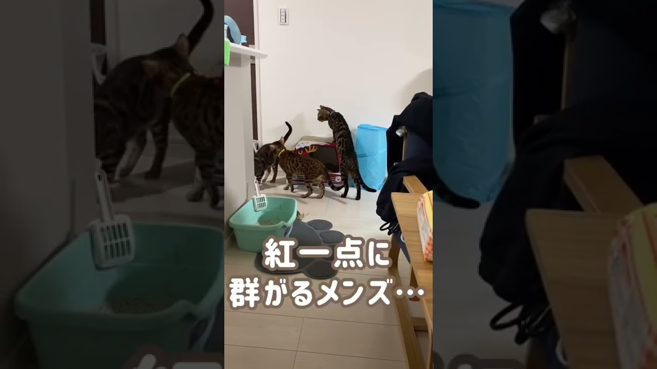 【ベンガル】4にゃん1メスを3オスで追いかけた結果…