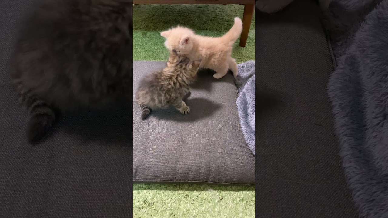 子猫のゆるパンチ全部あたってる…？😂 #shorts #子猫 #サイベリアン