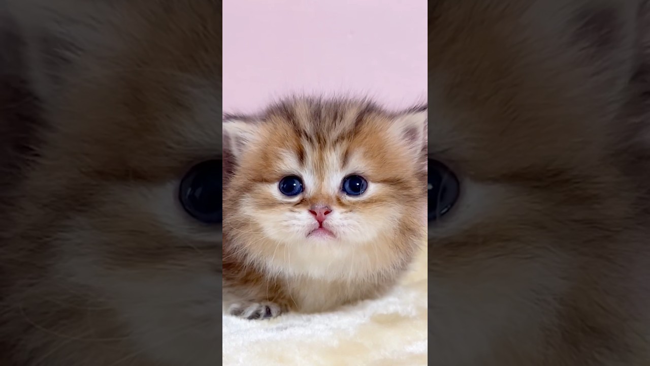#shorts #ミヌエット #マンチカン #子猫