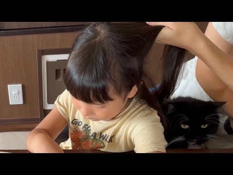 甘え方が違う猫達　ノルウェージャンフォレストキャット&ラガマフィン　Cats with different ways of being pampered