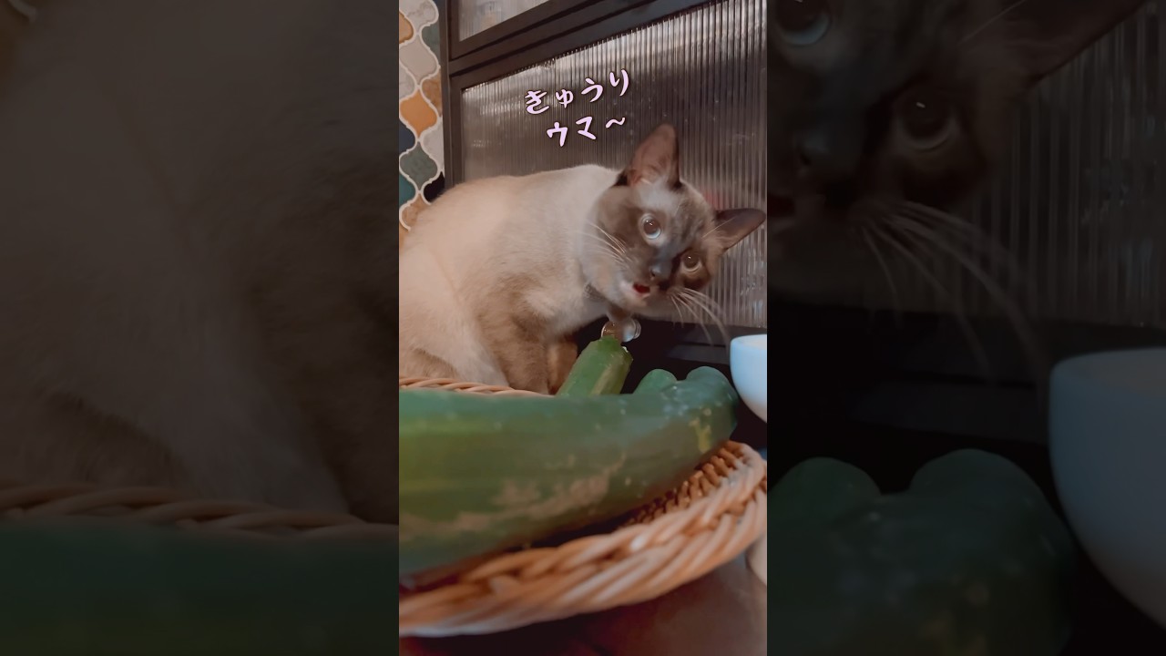 大好きなキュウリを食べる猫。#保護猫 #シャムミックス #short