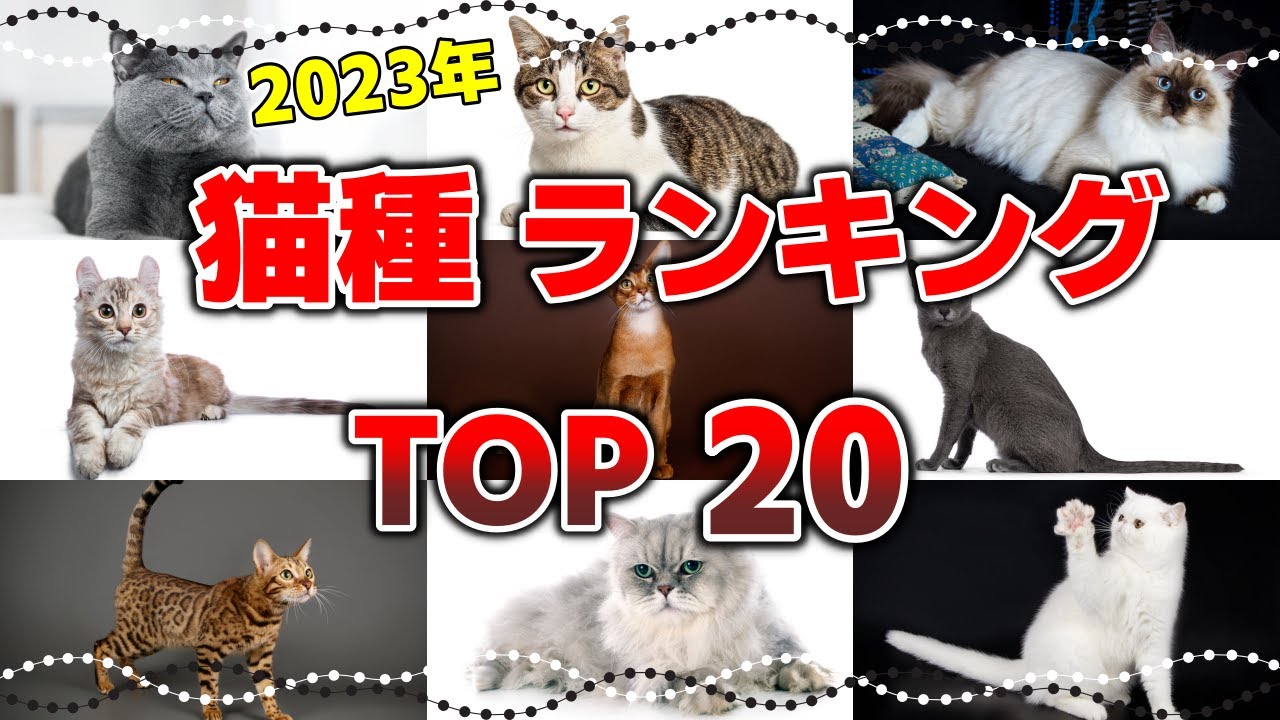 雑種猫は何位？日本に多い人気猫種20選【2023年版】