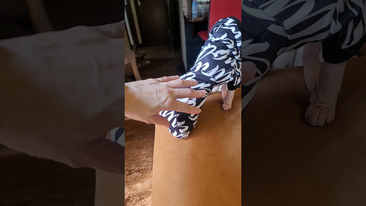 にゃんこの今日のファッション☆スフィンクス #shorts