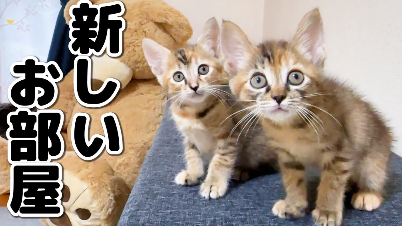 新しいお部屋に興奮とワクワクが止まらない子猫たちが可愛すぎる…！