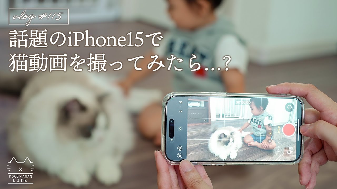 話題のiPhone15で猫動画を撮ってみたら…？｜ラグドール猫 #115