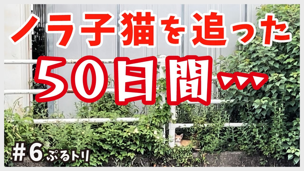 【保護 子猫】衝撃の50日間…成猫顔負けの逃走劇を見せる、野良子猫たち。【逆境子猫・ぷるトリ6】/ brown and white kitten