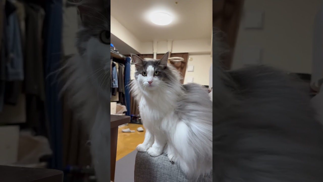 扇風機をつけると風を受けに行く猫【メインクーン】#shorts #猫 #cat