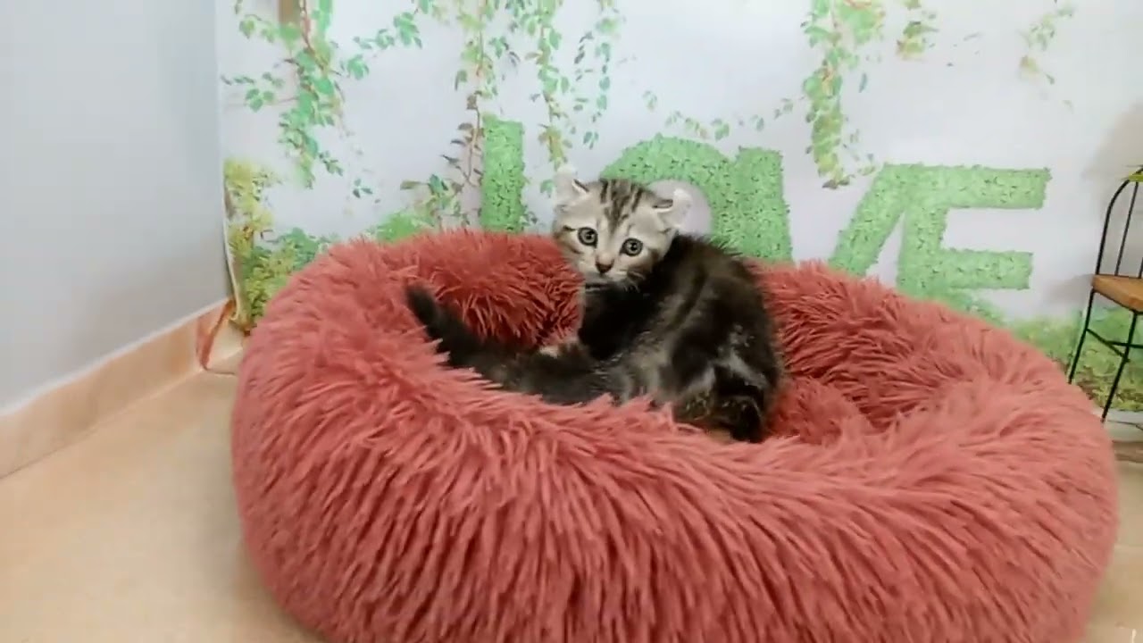 651190 アメリカンカール