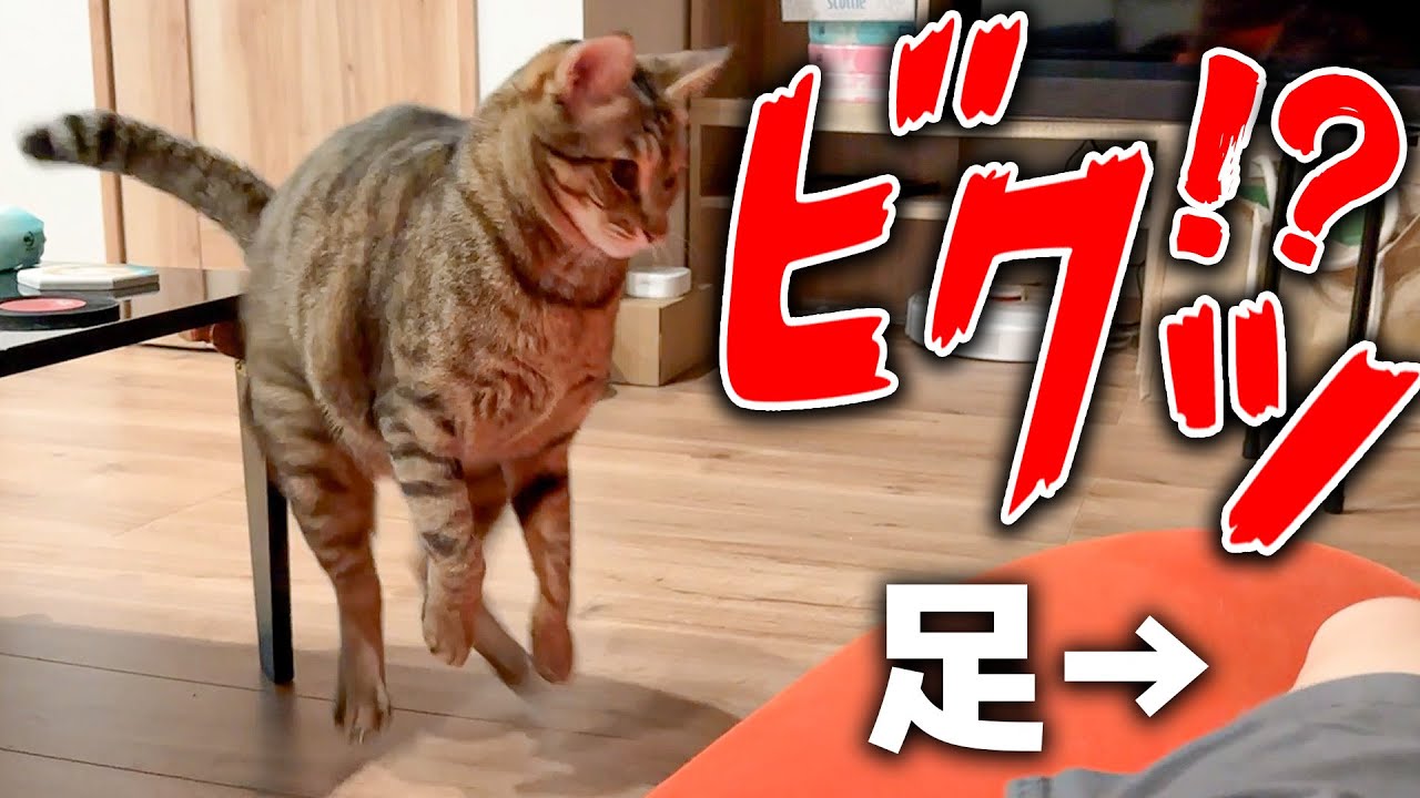 なぜか飼い主の生足に驚いて飛び上がってしまう猫