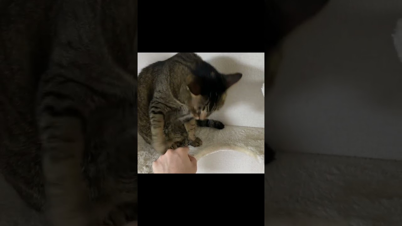 凶暴猫のおててを触った結果...