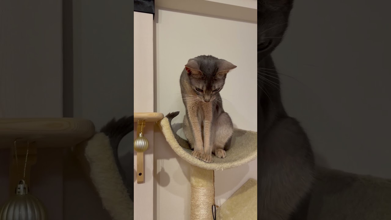 カモさんを落とす猫の末路 #shorts #猫 #アビシニアン