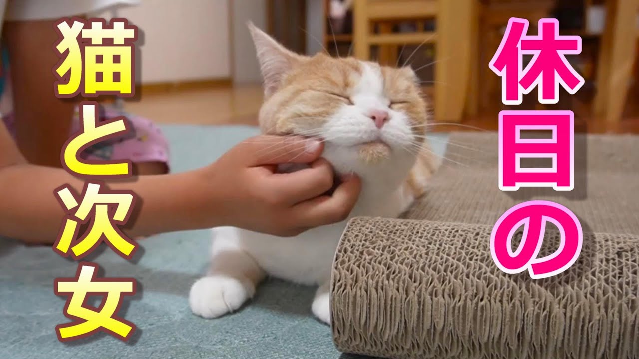 思いっきり疾走して思いっきり甘える猫【スコティッシュフォールド】【アビシニアン】