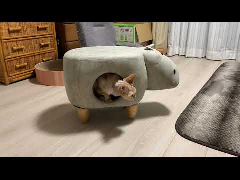 デボンレックス猫が２歳の誕生日プレゼントをもらいました(A birthday present for Devon Rex cat )