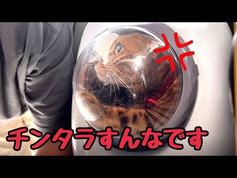 猫とドライブ中にガソスタよったら「先に入れとけ💢」とブチ切れされました