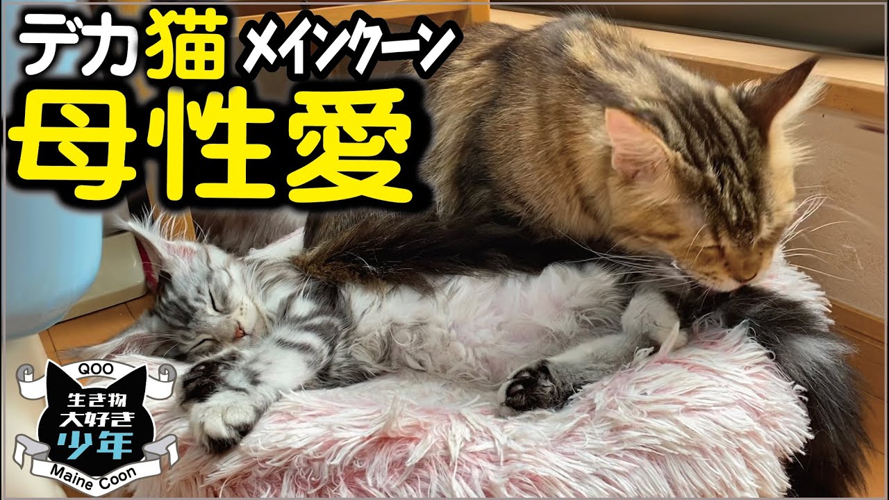 【メインクーン】自分の子じゃなくても一生懸命お世話する。愛情あふれるメス猫の母性本能／死産／子宮摘出／子宮蓄膿症／メインクーンキャッテリー東京小野クーン