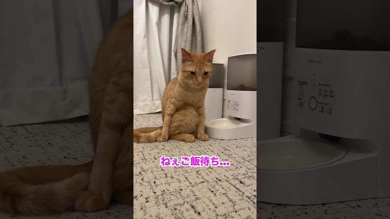 ご飯待ちの猫様の様子がおかしすぎる…笑　#shorts