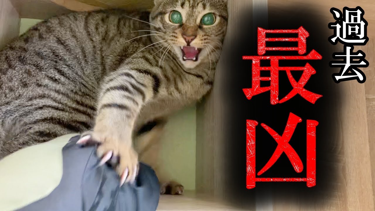 親兄弟と別れて心を閉ざした元野良猫の人馴れ訓練