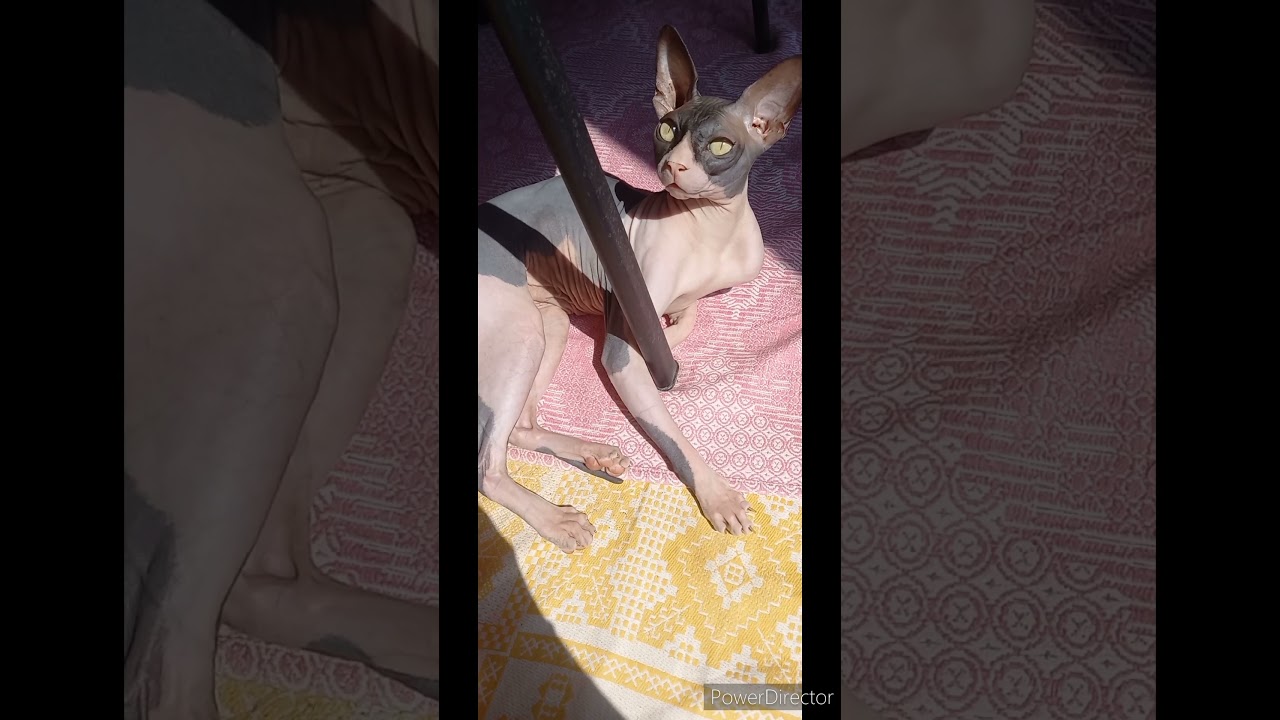 When the cat saw something unusual☺️🤗