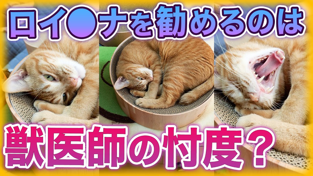 獣医師がロイヤルカナンを勧めるのは忖度している #Shorts