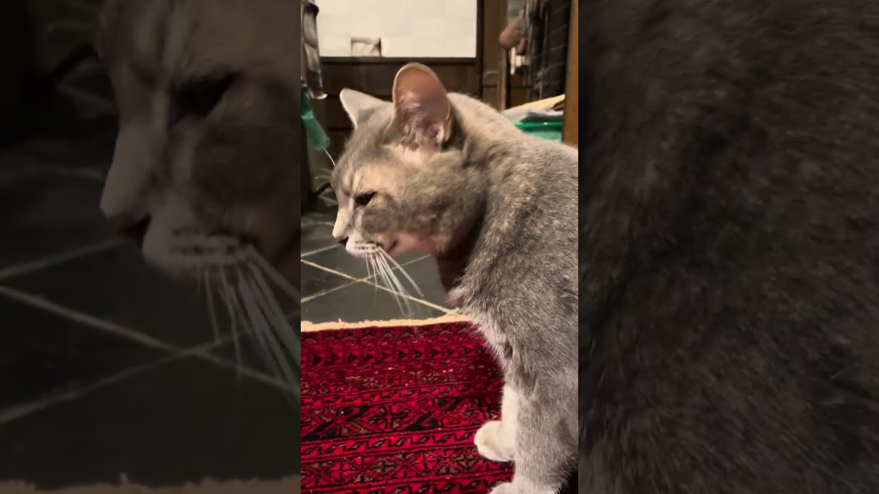 #風の猫　晩ごはんを食べて涙を拭かれ..   その拭いた手はどうするの？.. と、目で追って..   まだお腹空いた！.. と、食べたい台に乗る猫…   #shorts　#さっちゃん