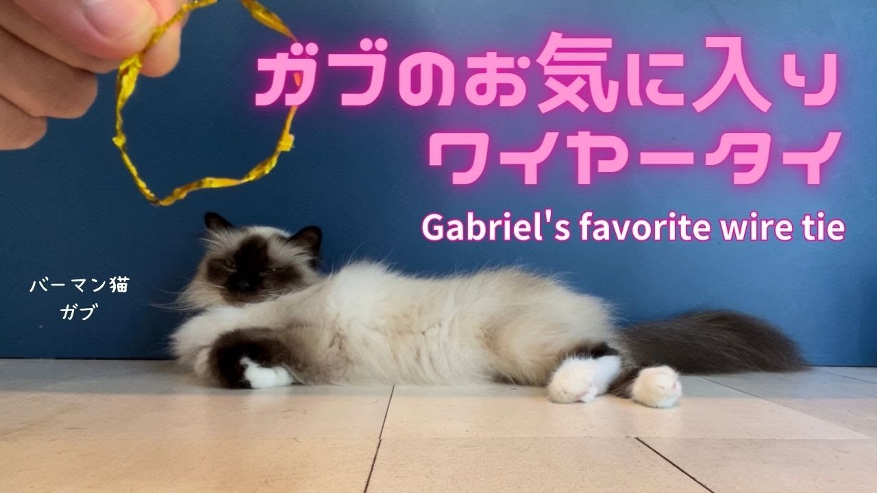 バーマン猫ガブ【ガブのお気に入りワイヤータイ】Gabriel's favorite wire tie（バーマン猫）Birman/Cat