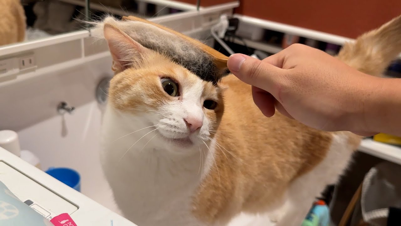 猫の体を1日中ブラッシングする仕事に転職しました。