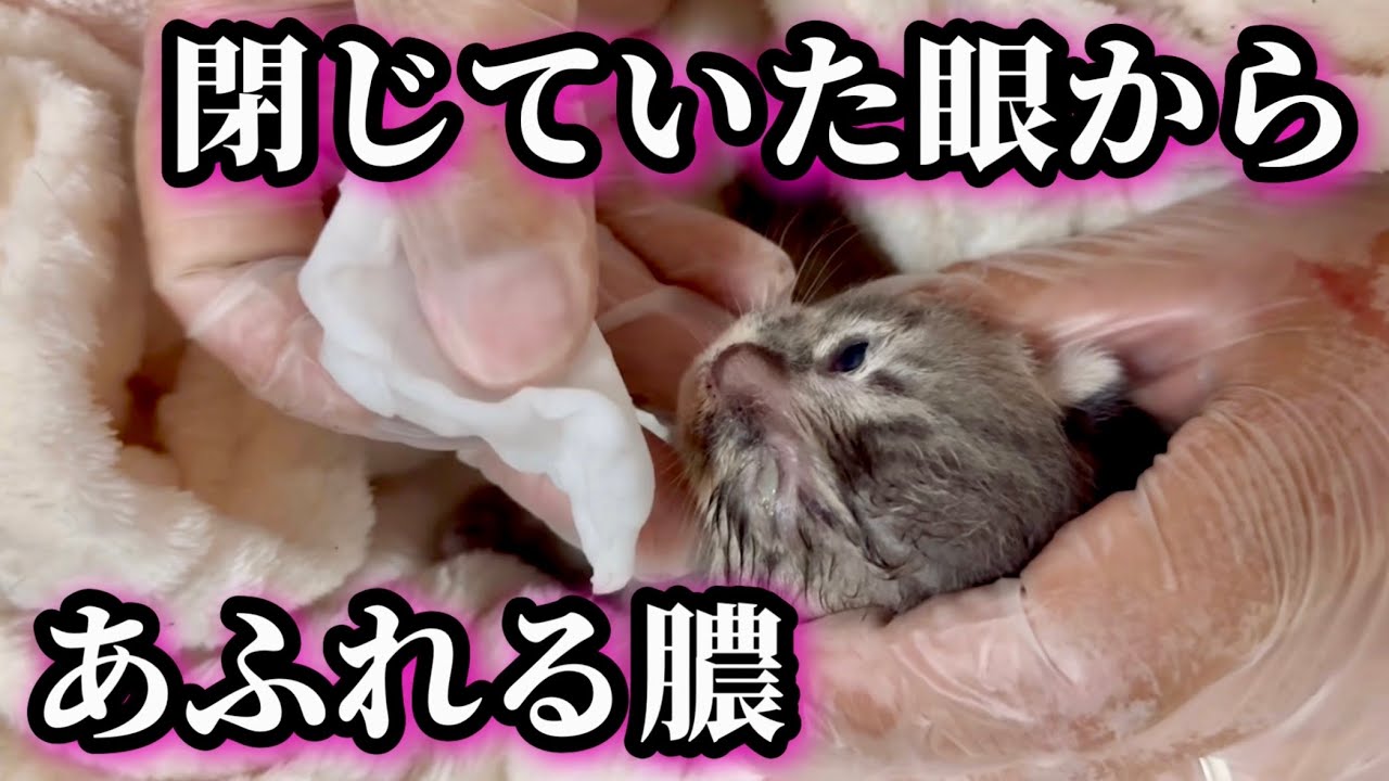 片方だけ目が開かない子猫を…