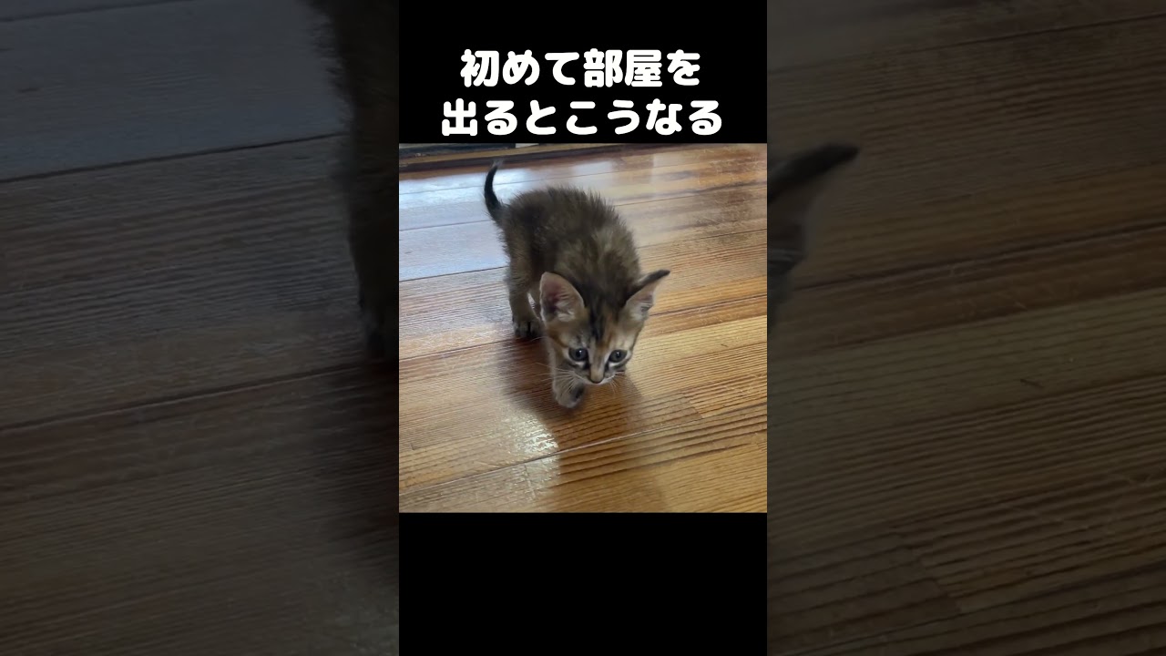 初めてお部屋を出た子猫の反応がこちらです　#shorts