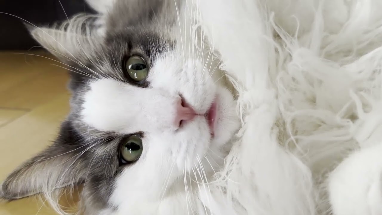 暑くてもお気に入りの場所にいたい猫【メインクーン】