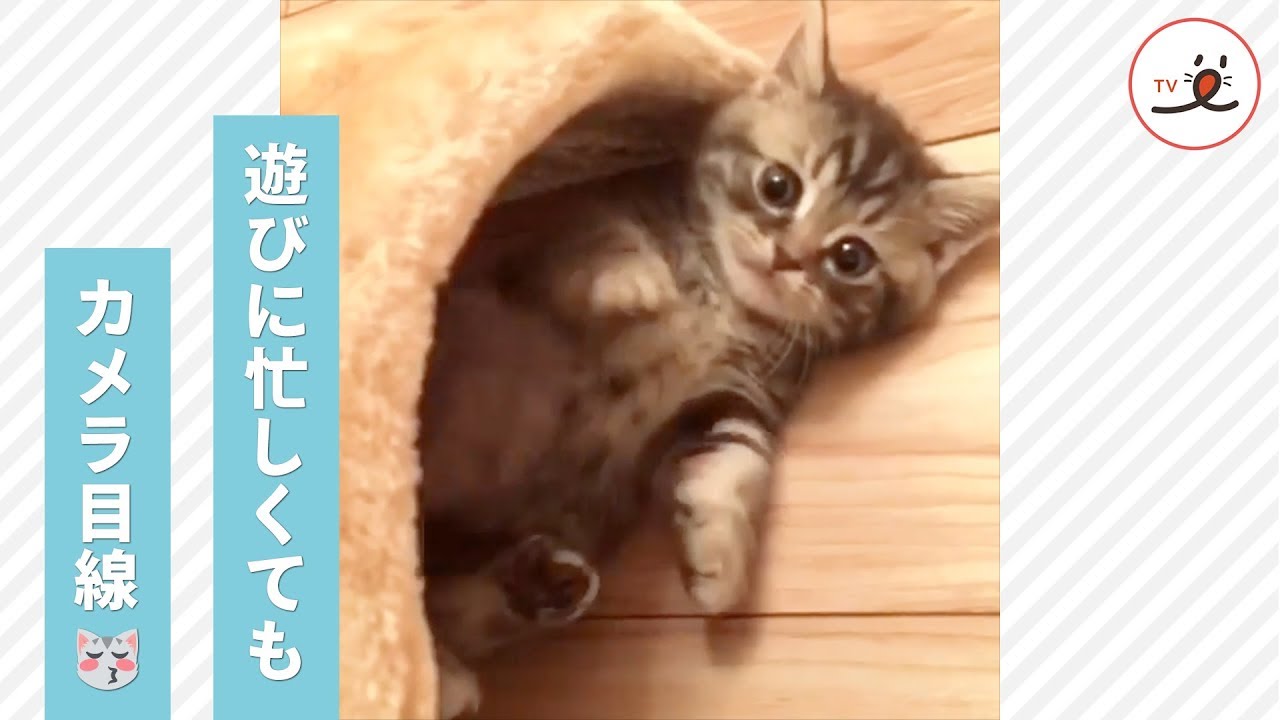 遊びに夢中でもカメラ目線は決めてくれる子猫ちゃん😽💖【PECO TV】