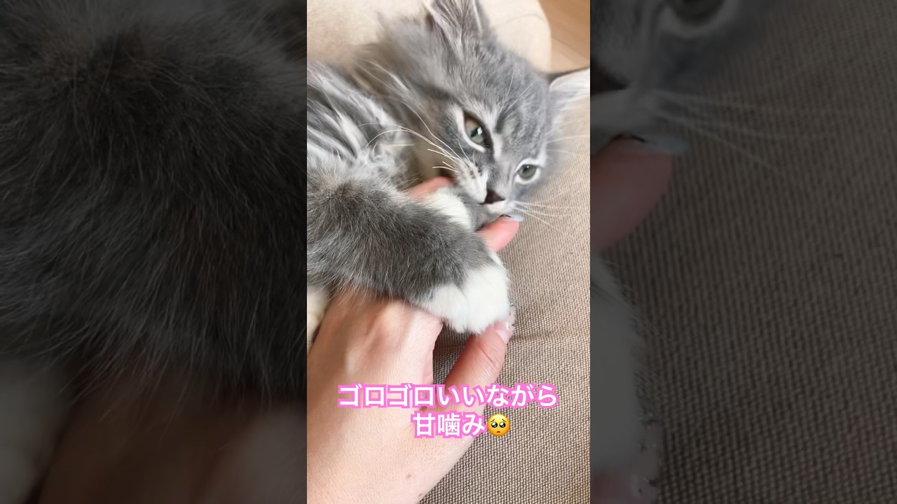 《サイベリアン》どうしても手を離したくない子猫がかわいい。#shorts #猫 #サイベリアン