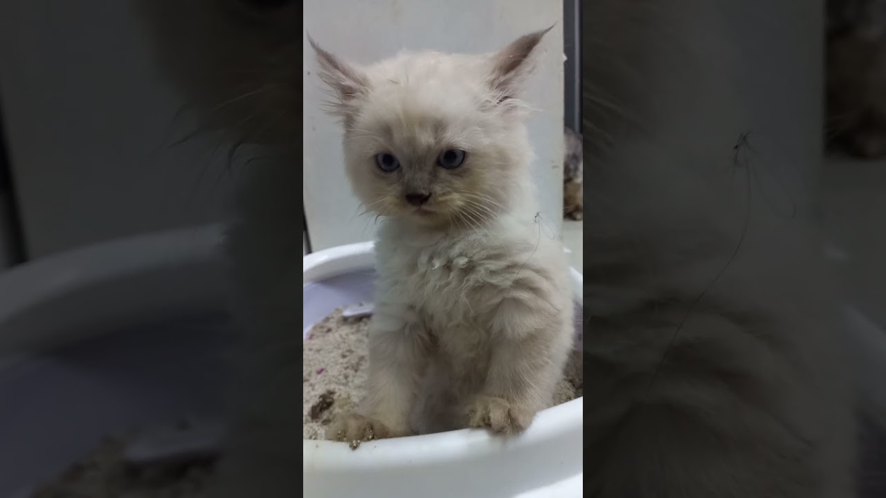 #catshorts#petlover