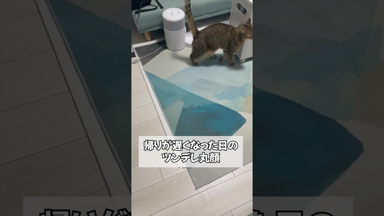 【猫動画】いつもより帰りが遅くなった日のツンデレ具合が…　#shorts