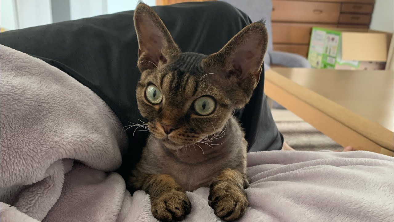 かわいい猫兄弟の写真集です。(A collection of cute photos of Devon Rex cat Brothers)