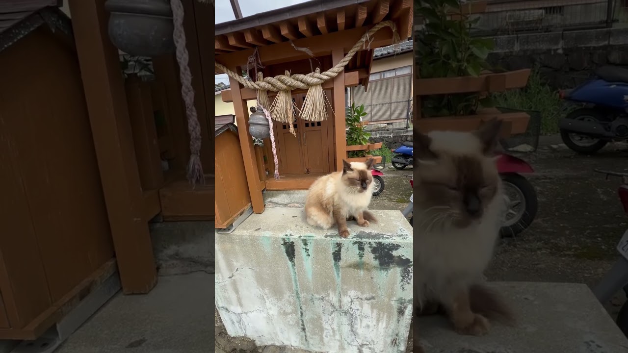 かまって欲しそうな神社の前のシャム猫 230928 #shorts