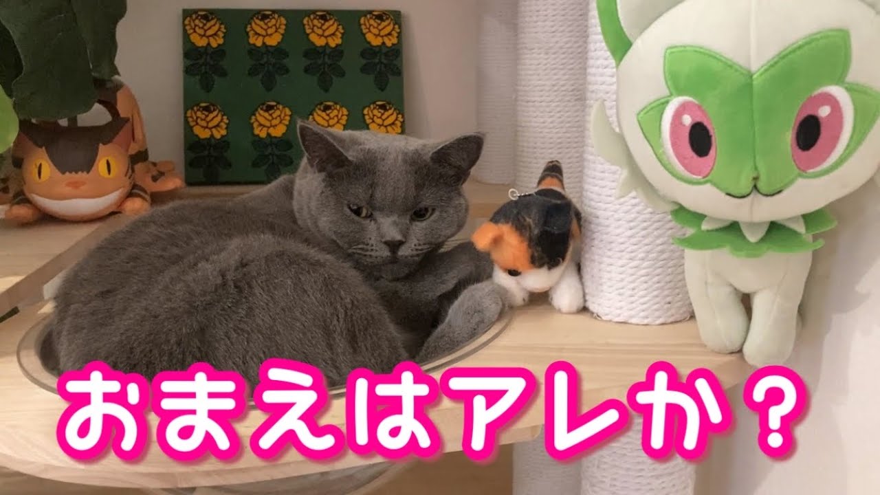 飼い主に説教する猫【ブリティッシュショートヘア】