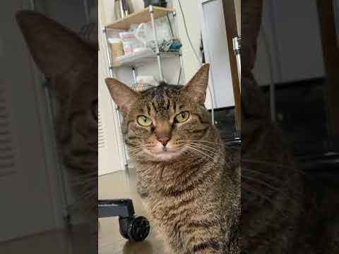 ジャパネットたかたのモネマネに感動する猫
