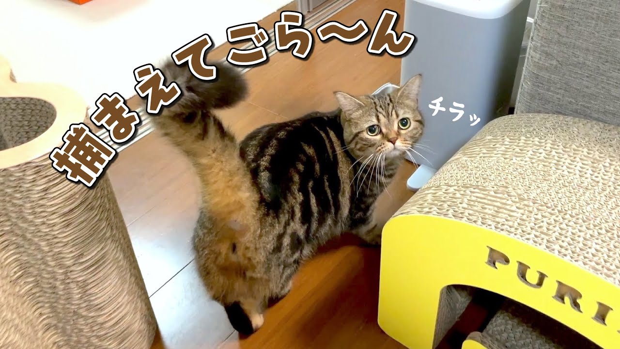 甘えん坊になりきれないツンデレ猫が結局可愛い！笑