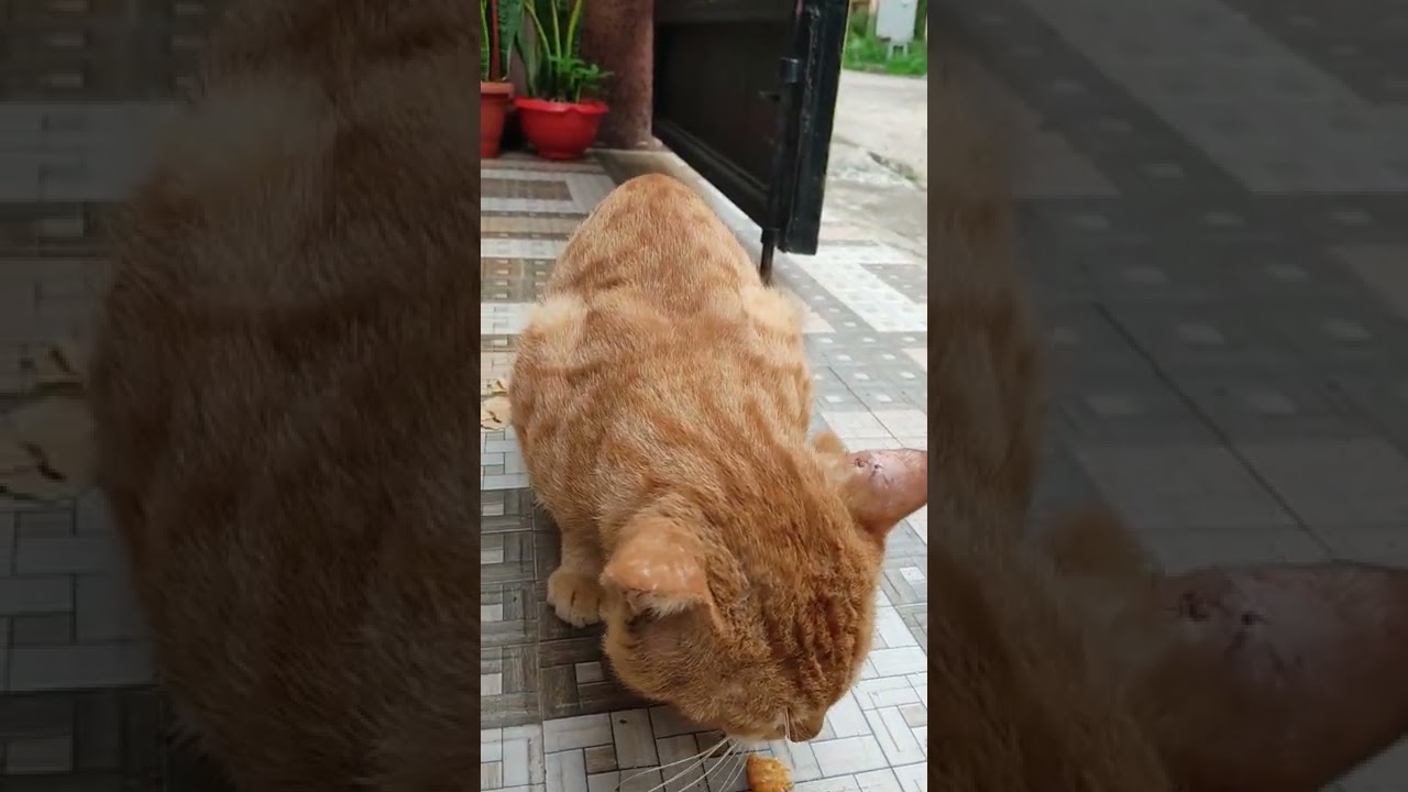 cute golden brown cat pet animal