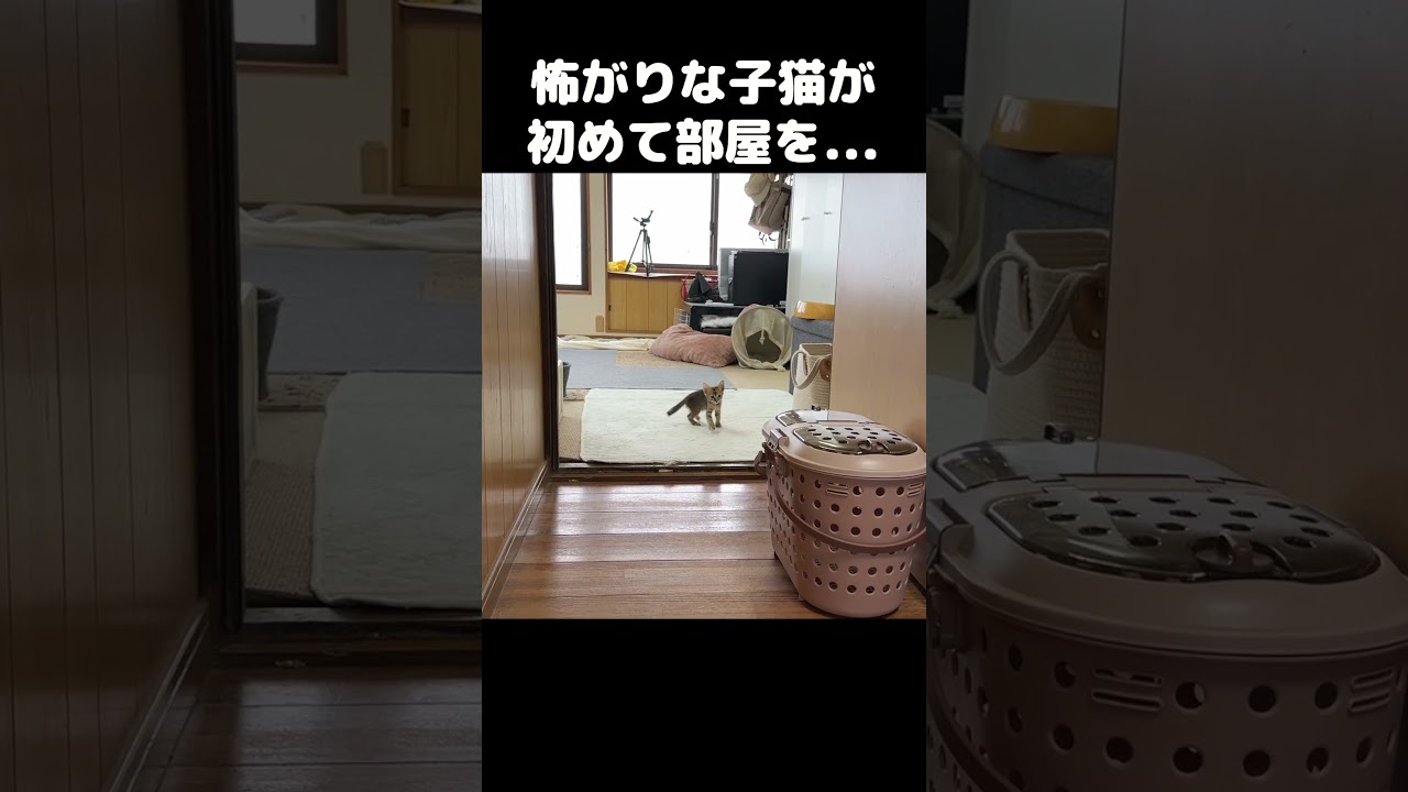 怖がりな子猫が初めてお部屋を出たらこうなりました…　#shorts