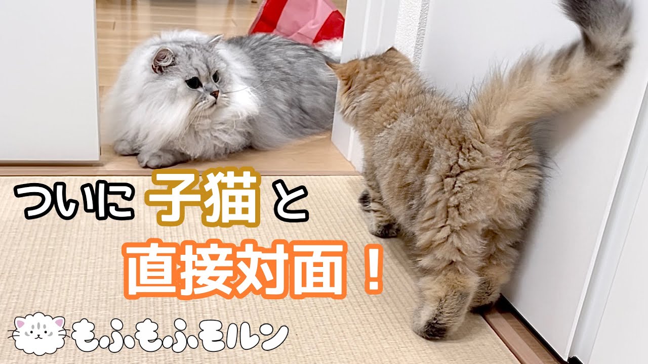 もふもふ猫と子猫がついに対面！！（後編） 【サイベリアン】