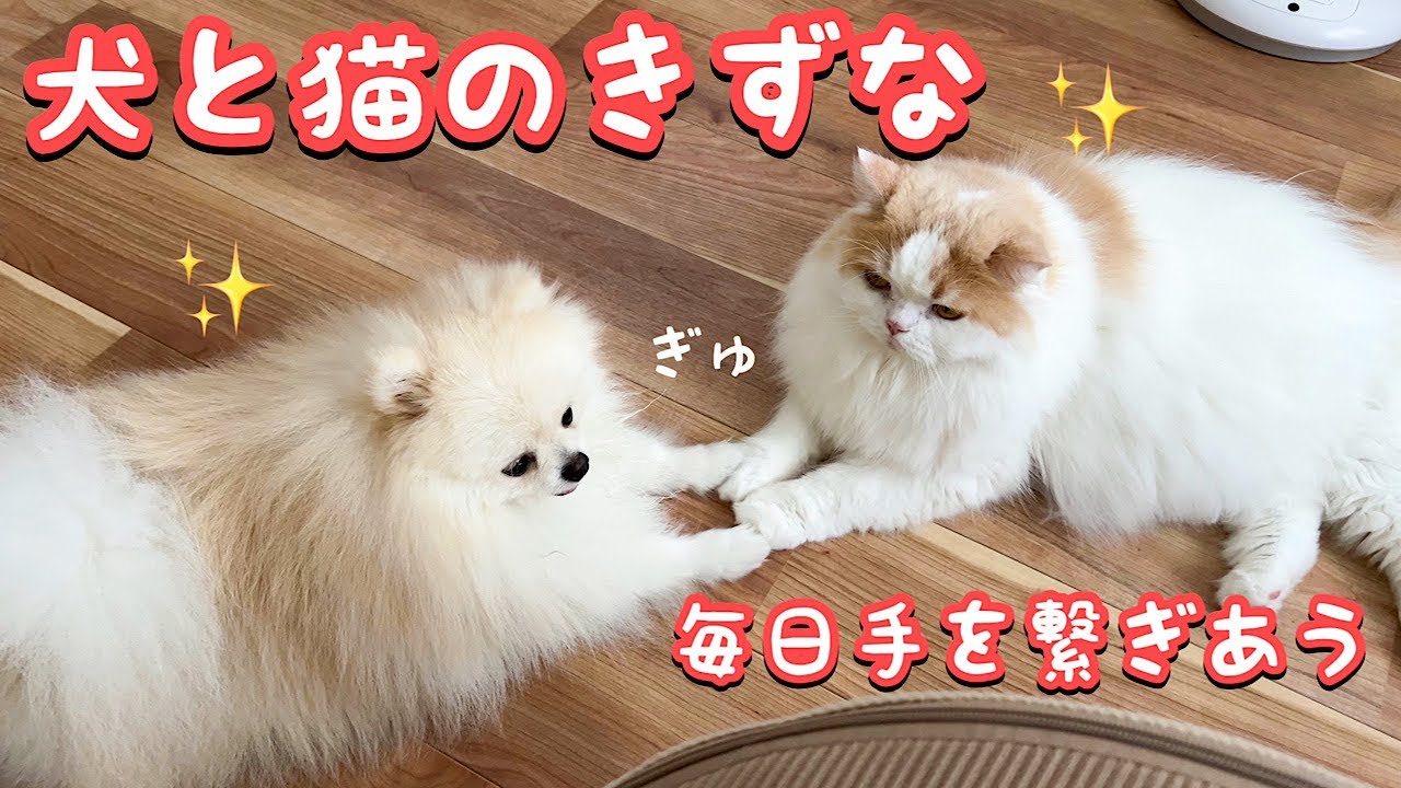 【感動】毎日必ず手を繋ぎ続ける犬と猫の絆に涙涙でした！