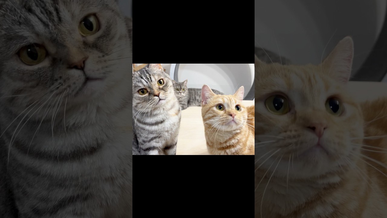 どうもー！ #猫 #マンチカン #メンバー